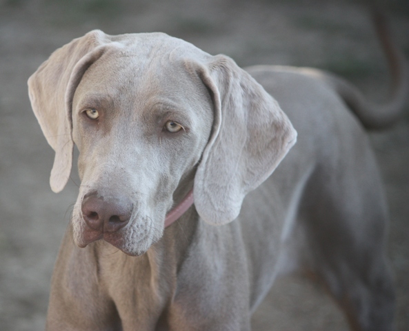 Guess first born des weim's speed and class