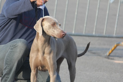 des weim's speed and class - CACS-CACIB de Valence le 2 mars 2013