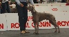  - Ginko au Dogshow de l'Alliance Latine-Madrid'11