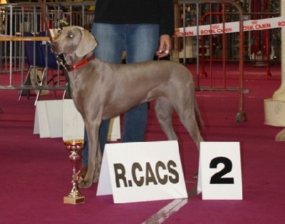 des weim's speed and class - CACIB de Valence - Février 2009