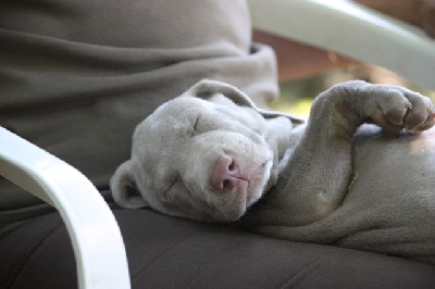 des weim's speed and class - 5ème semaine des chiots de Bree et de Ginko