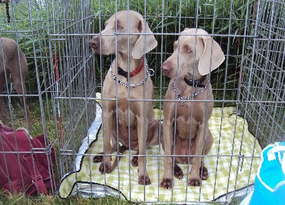 des weim's speed and class - GRANDE COUSINADE AU CHATEAU DE CHAMBORD !!!