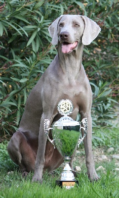 des weim's speed and class - CACIB d'Alençon - Novembre 2009