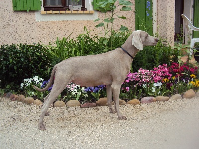 des weim's speed and class - BREE à 7 SEMAINES !!!