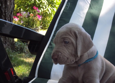 des weim's speed and class - GUESS des Weim's Speed and Class !!! 