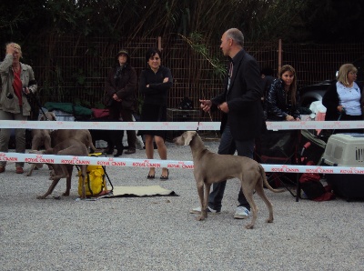 des weim's speed and class - CACS de Nimes du 20 mai 2012