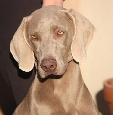 des weim's speed and class - GUESS FIRST BORN CONFIRME A NICE !!!