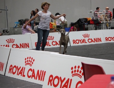 des weim's speed and class - Exposition canine internationale de Turin du 30 mai 2010