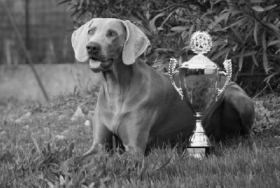 des weim's speed and class - CACIB de Saint Etienne - Novembre 09