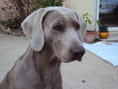 des weim's speed and class - Exposition de GERONE du 21 mars 2010