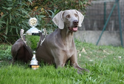 des weim's speed and class - CACIB en Avignon - Octobre 09