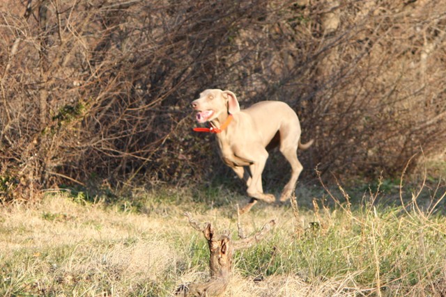 Bree à la chasse